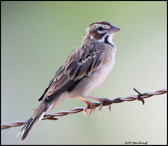 _1SB6988 lark sparrow.jpg